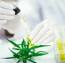 An expert of High Octane checks the quality of the flowers by testing them in Laboratory.